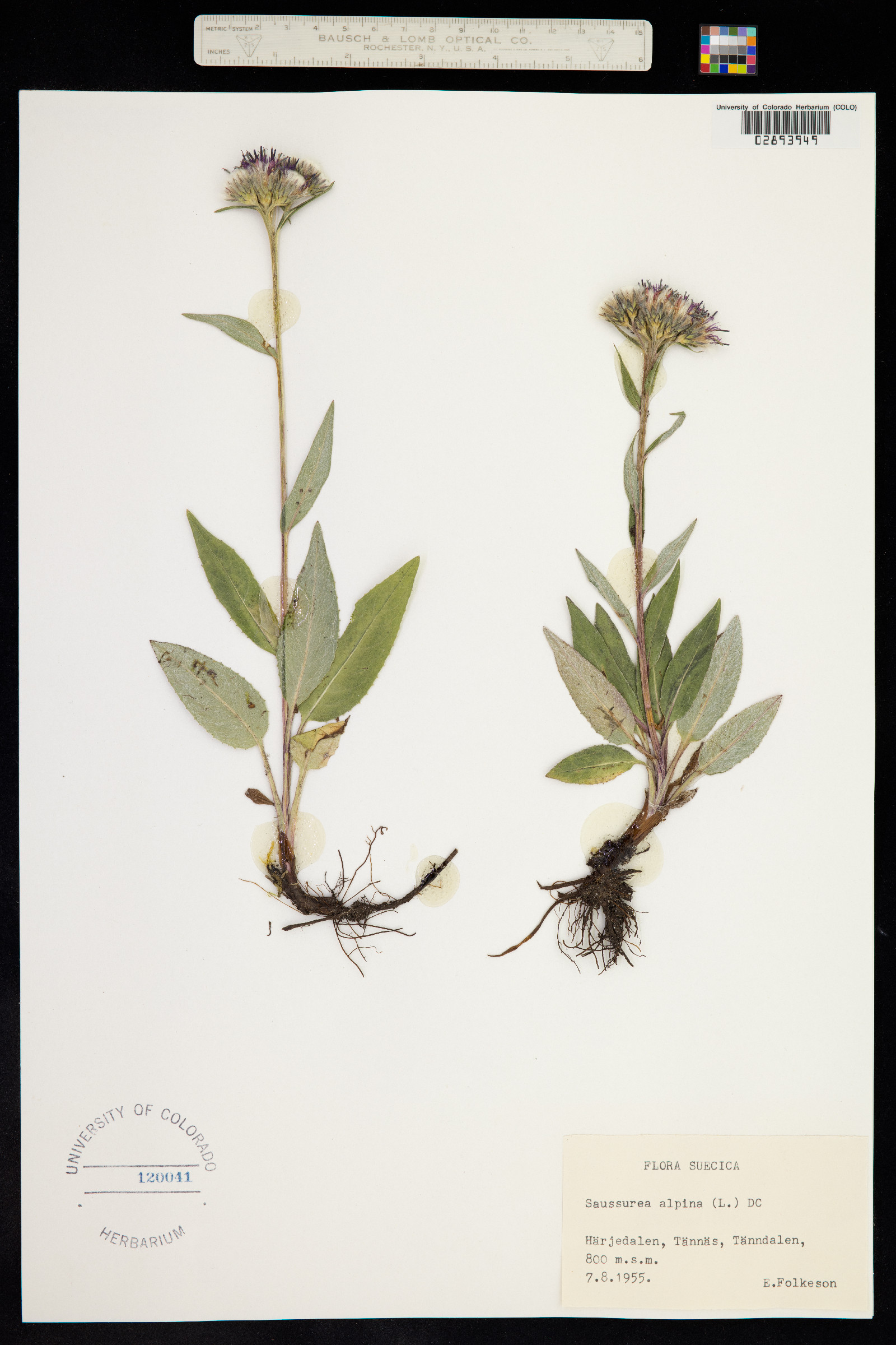 Saussurea image