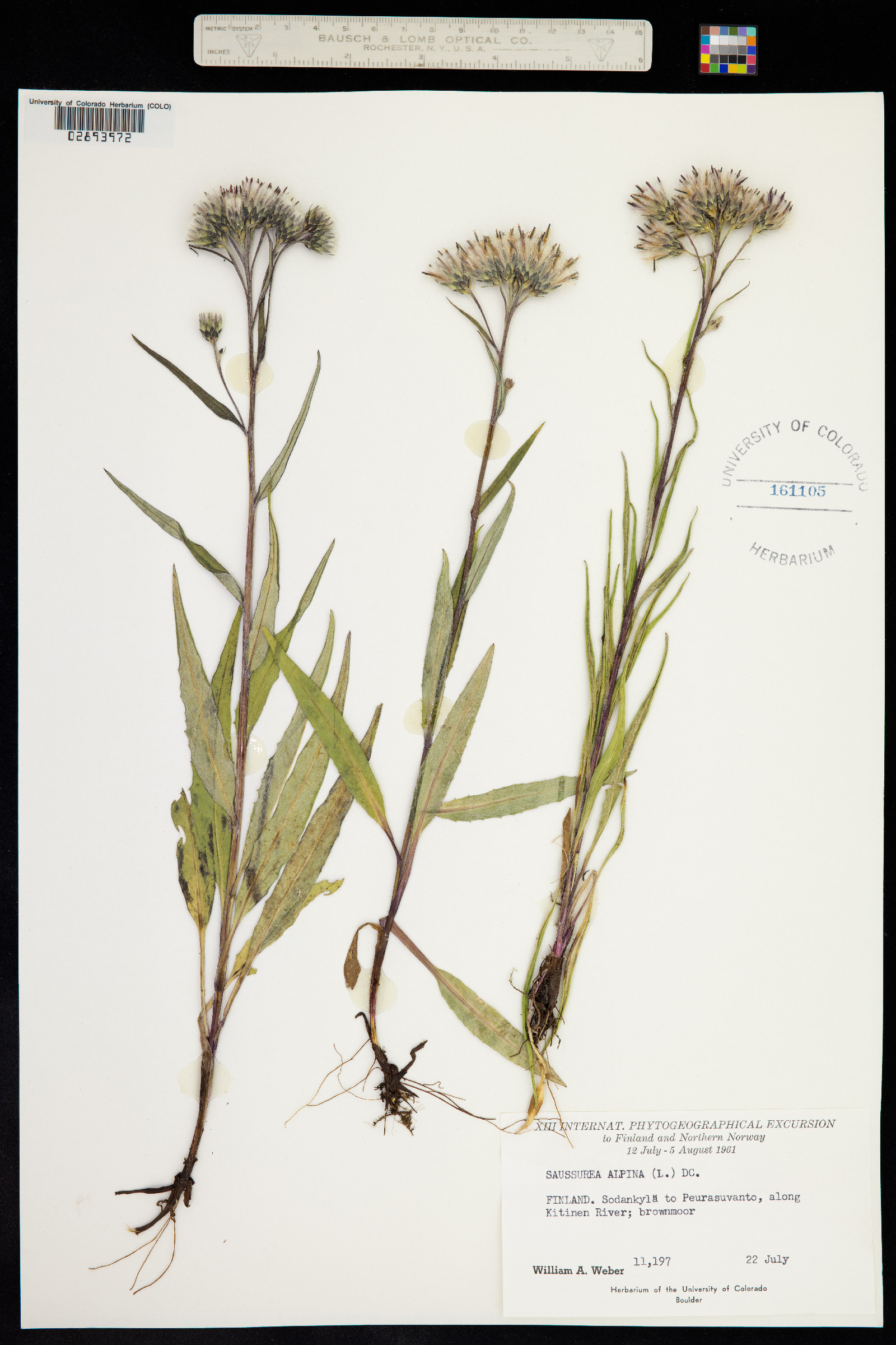 Saussurea nuda image