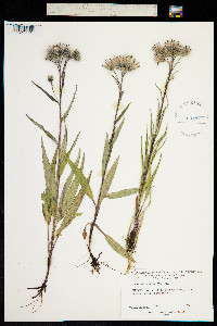 Saussurea alpina image