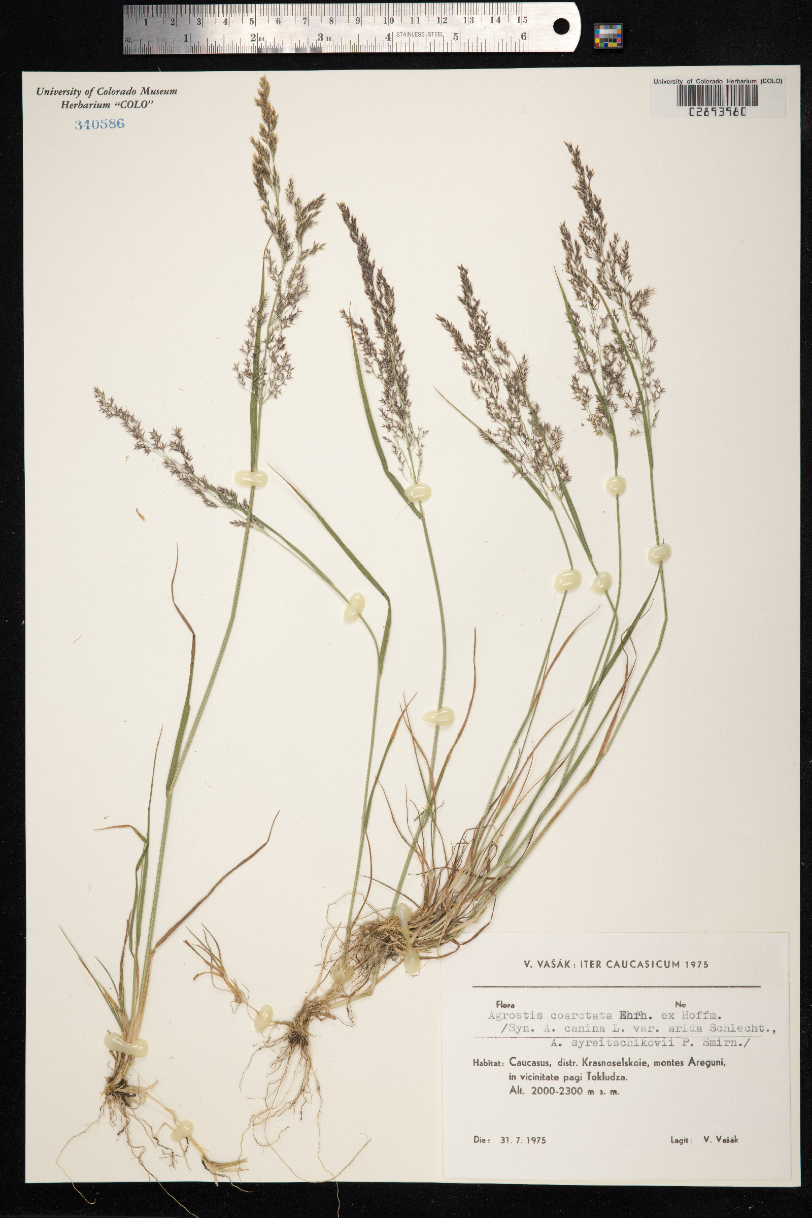 Agrostis vinealis image