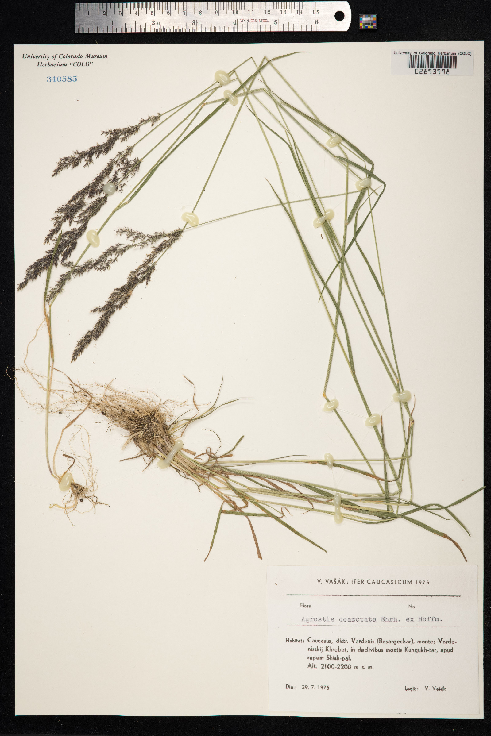 Agrostis vinealis image