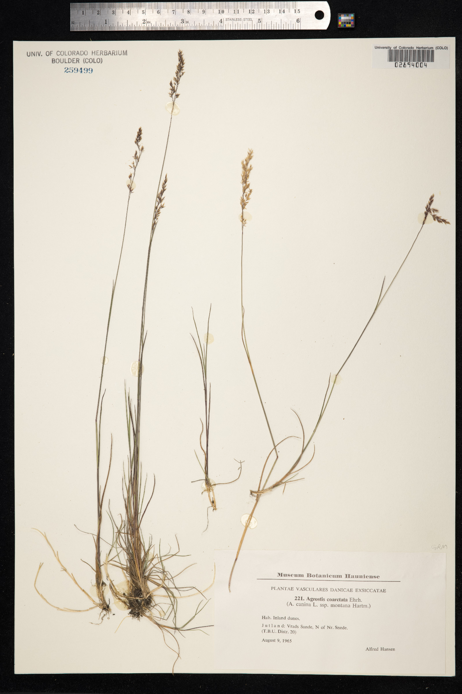 Agrostis vinealis image