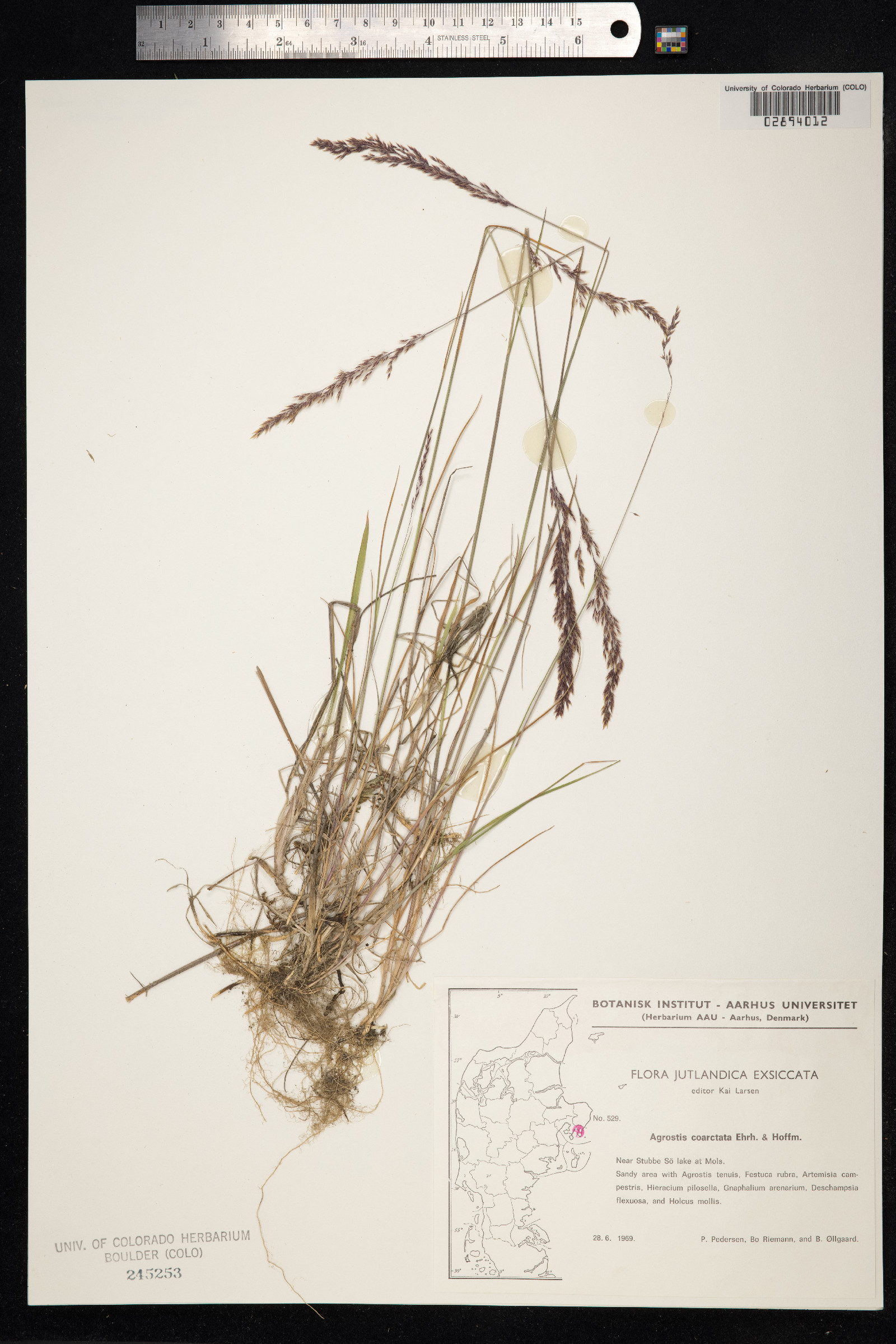 Agrostis vinealis image