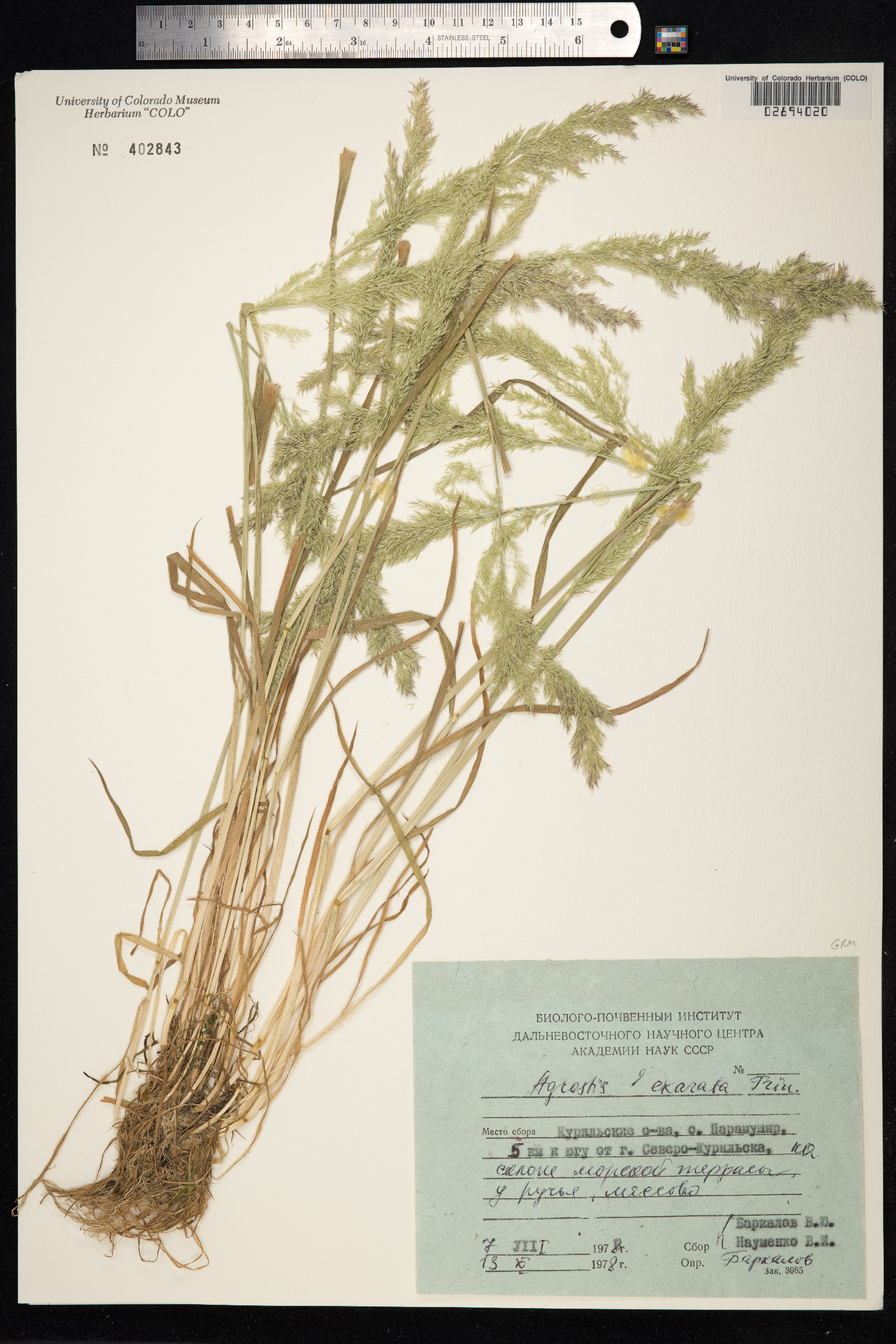 Agrostis exarata image