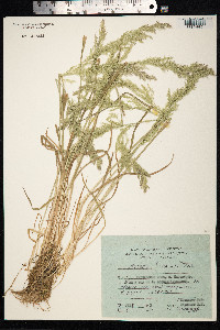 Agrostis exarata image