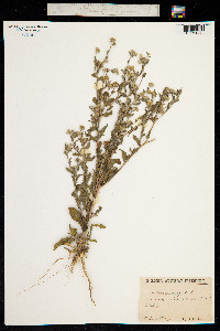 Pulicaria vulgaris image