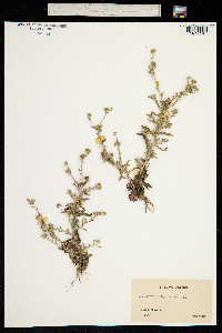 Pulicaria vulgaris image