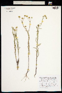 Pulicaria arabica image