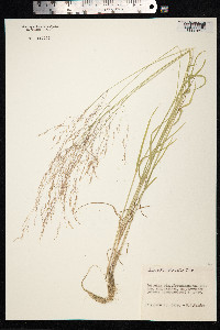 Agrostis clavata image