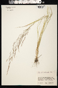 Agrostis clavata image