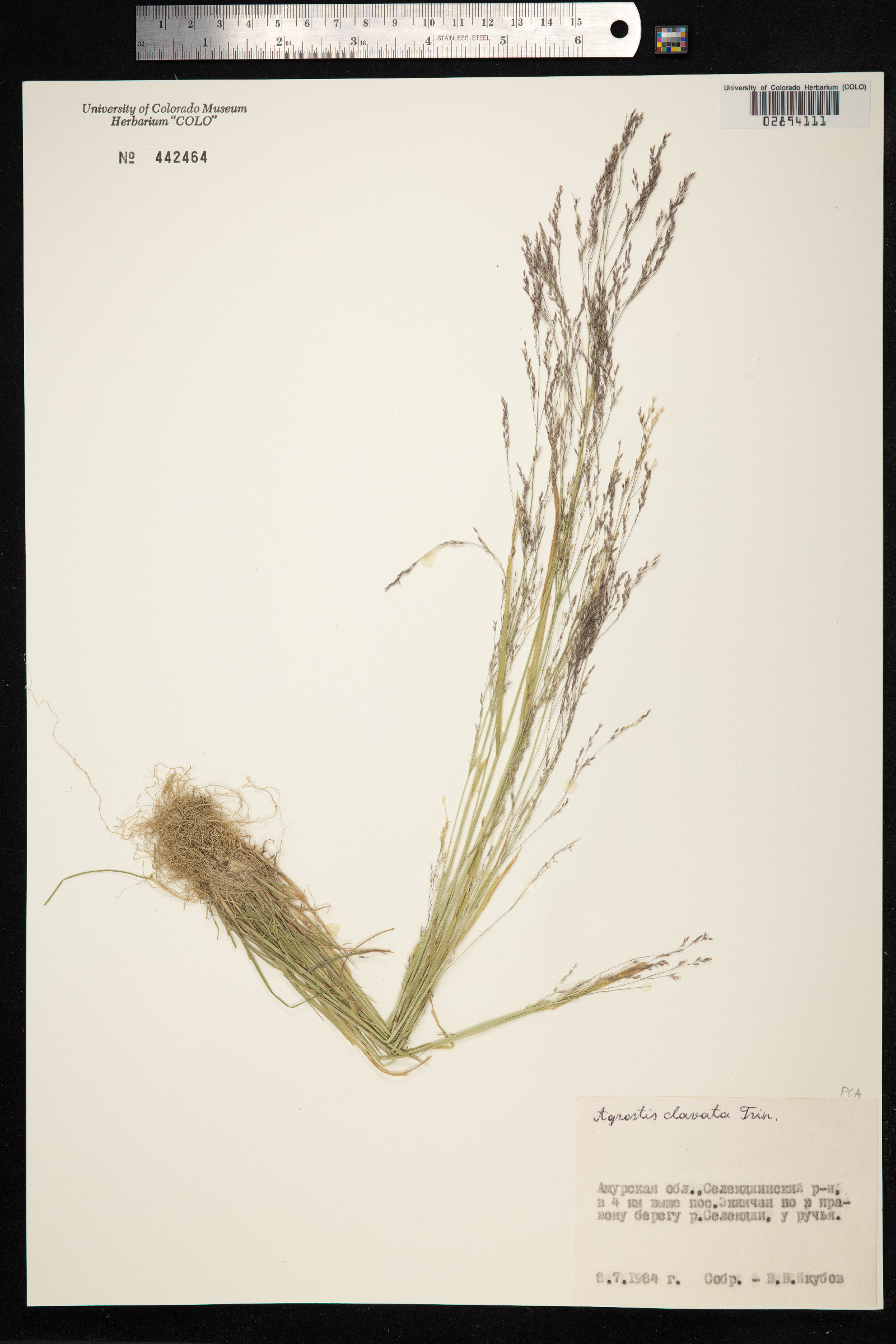 Agrostis clavata image