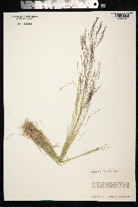 Agrostis clavata image