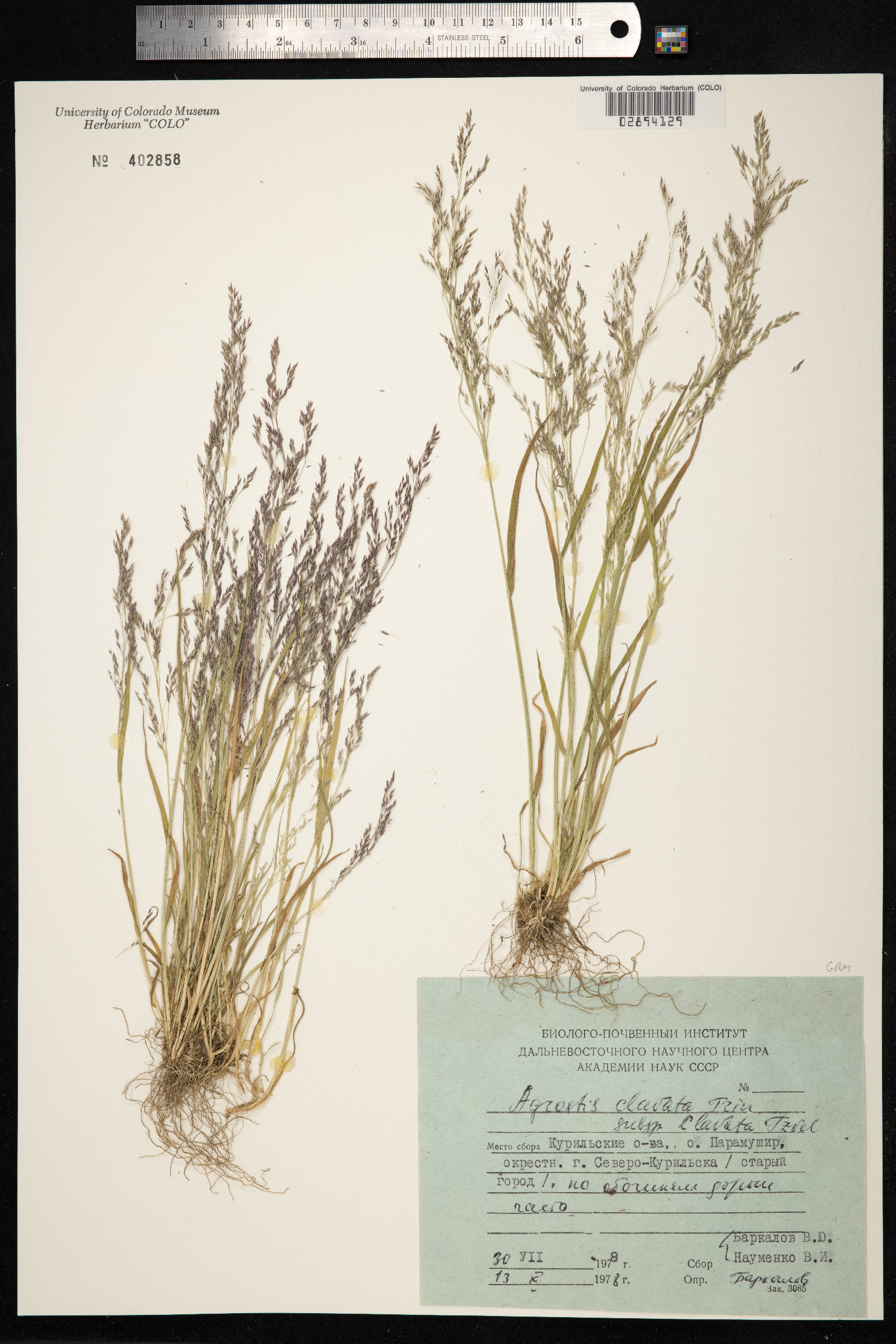 Agrostis clavata image