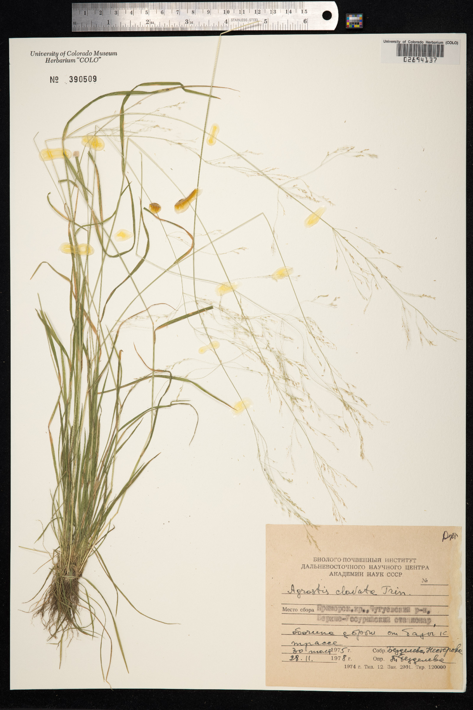 Agrostis clavata image