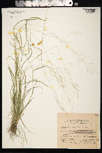 Agrostis clavata image