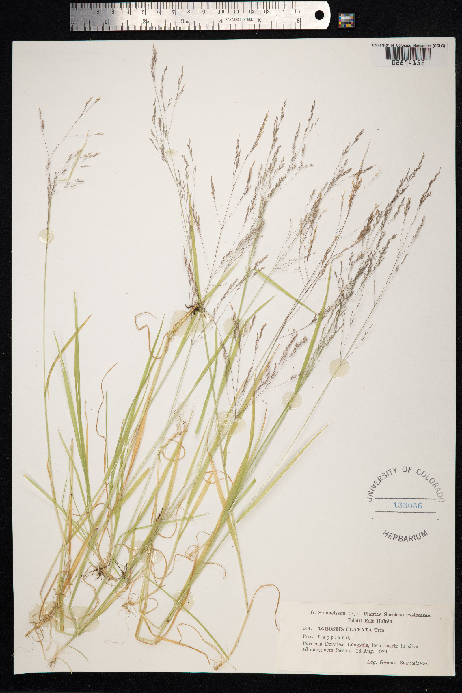 Agrostis clavata image