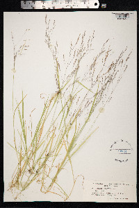 Agrostis clavata image