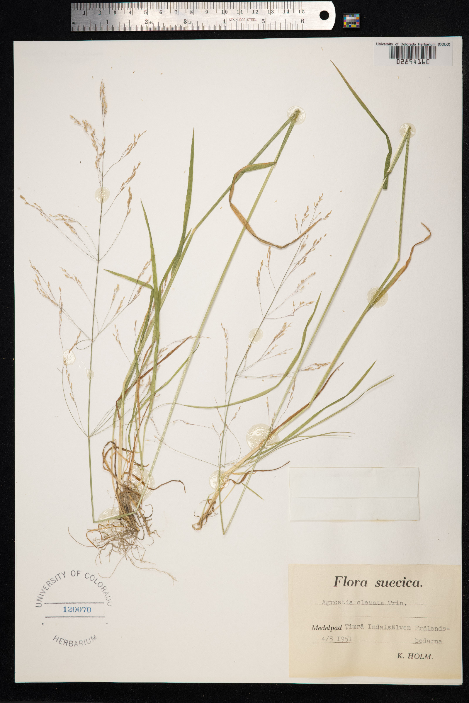Agrostis image