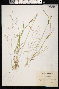 Image of Agrostis clavata