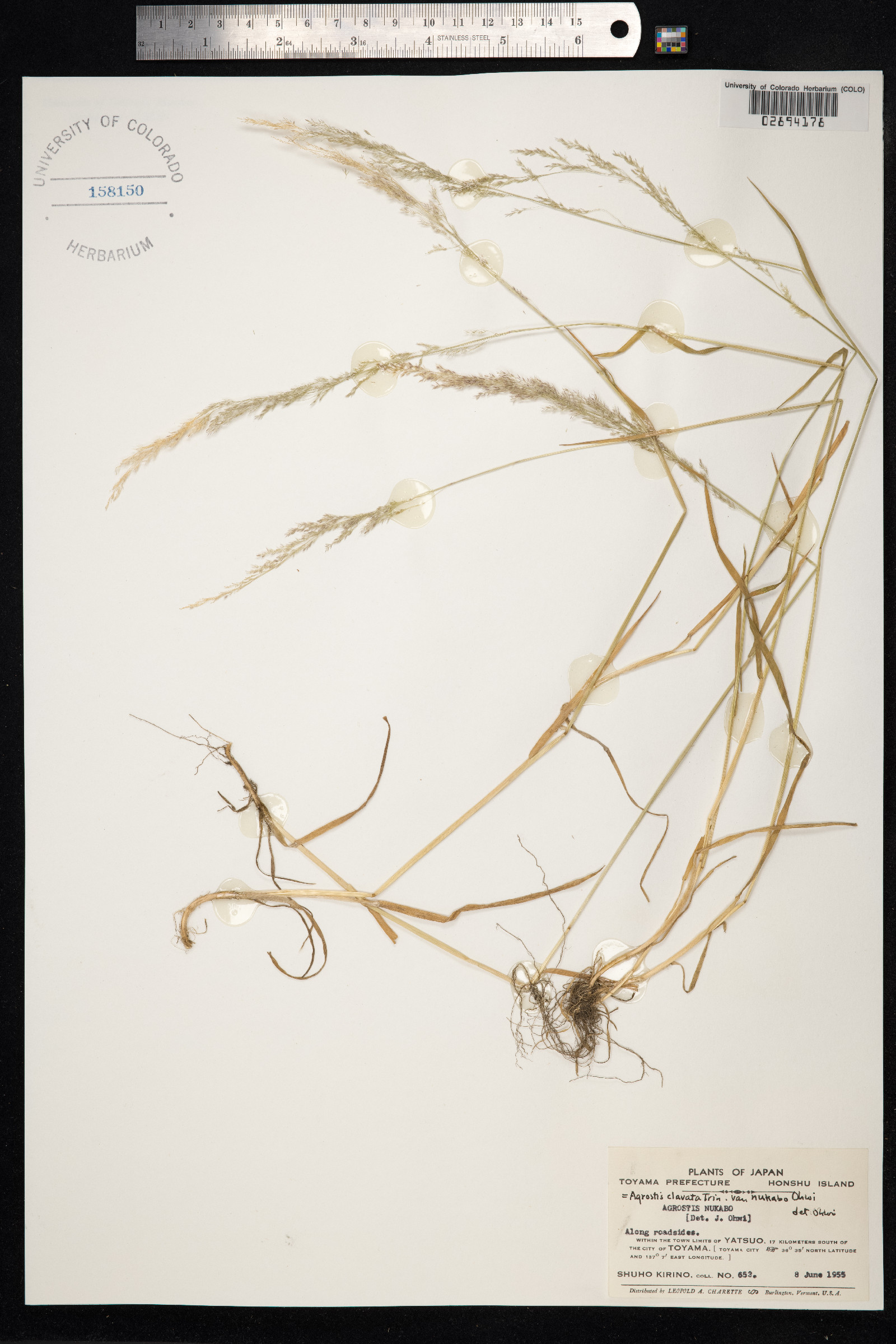 Agrostis clavata image