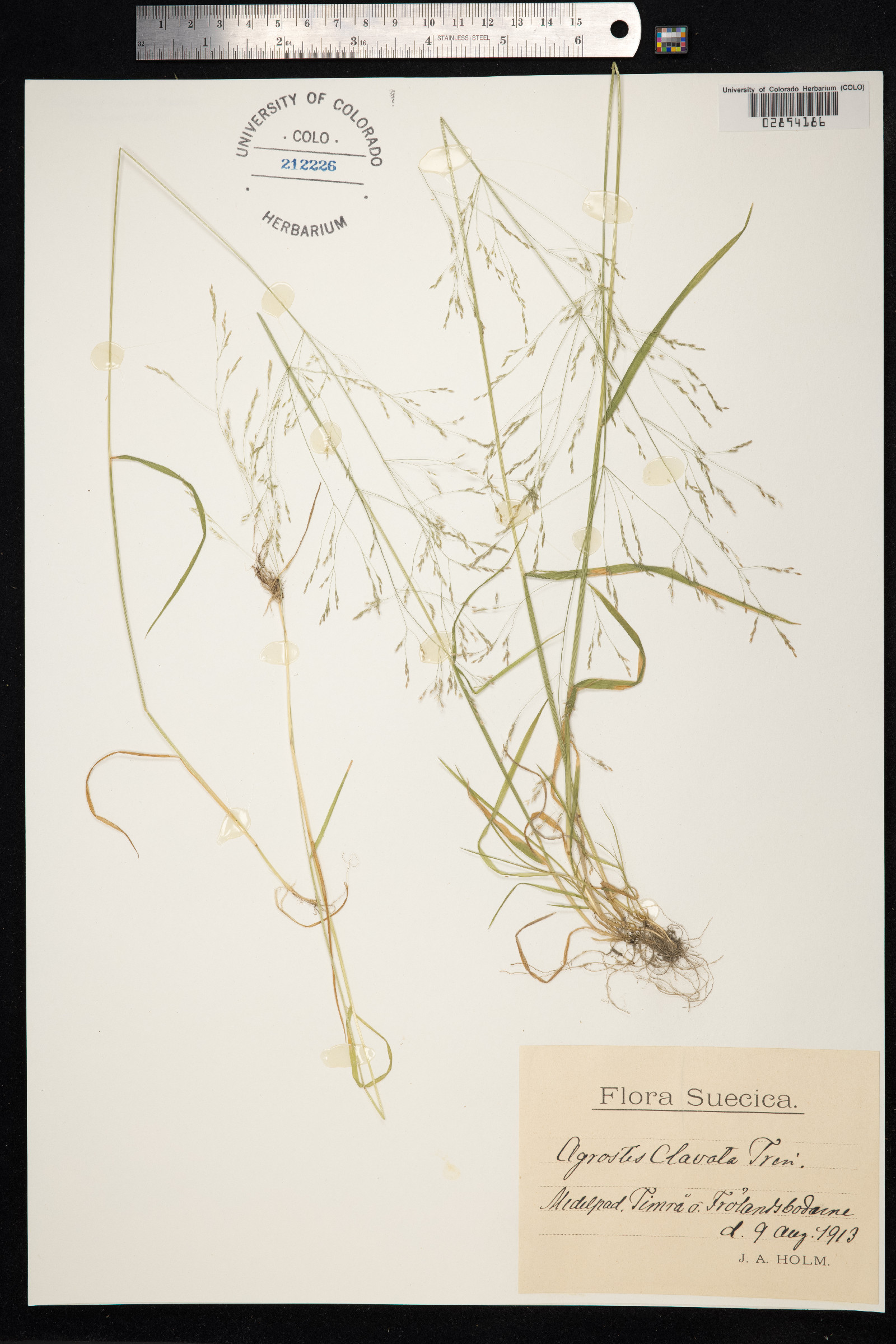 Agrostis clavata image