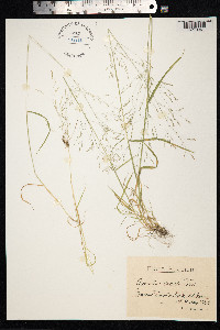 Agrostis clavata image