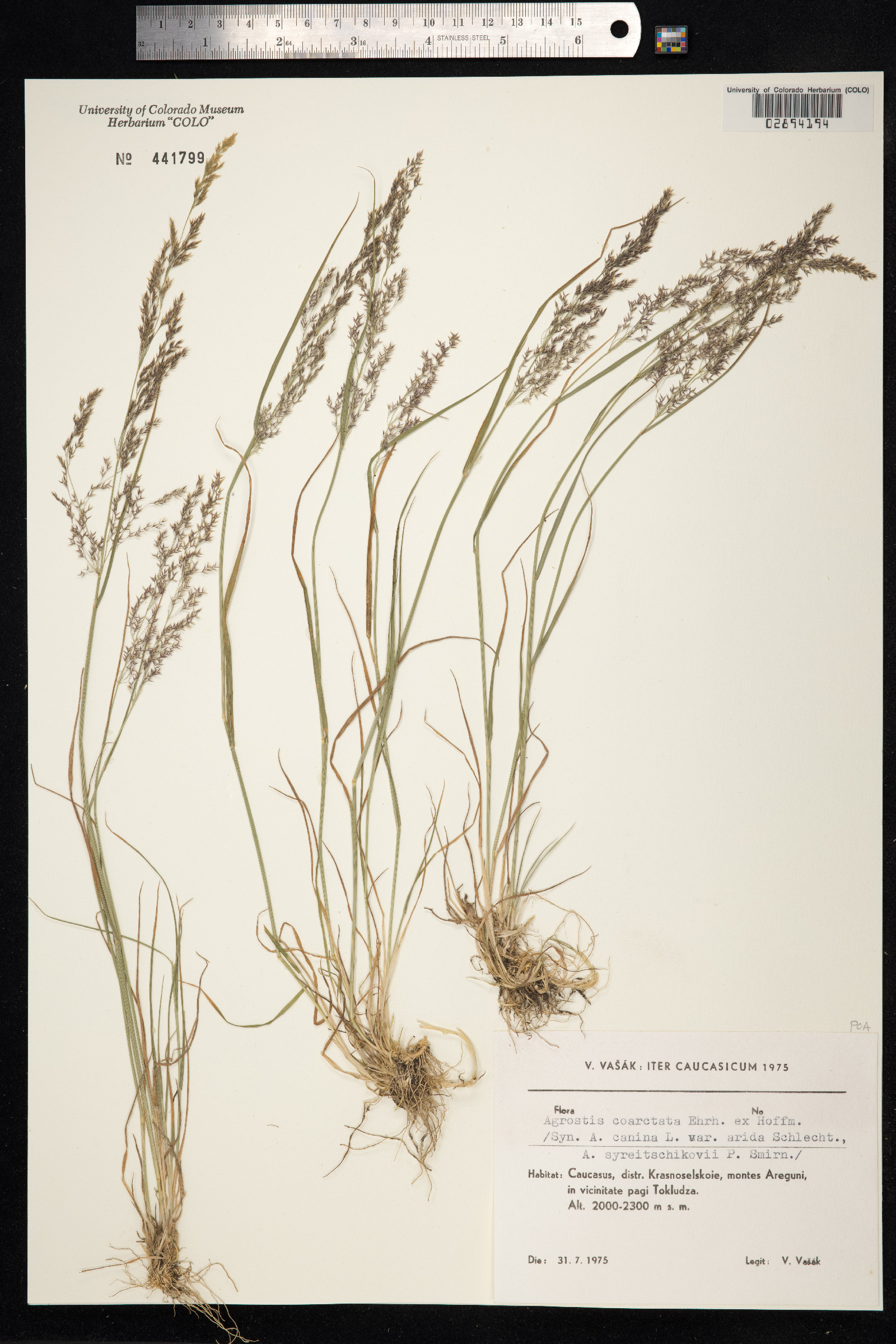 Agrostis vinealis image