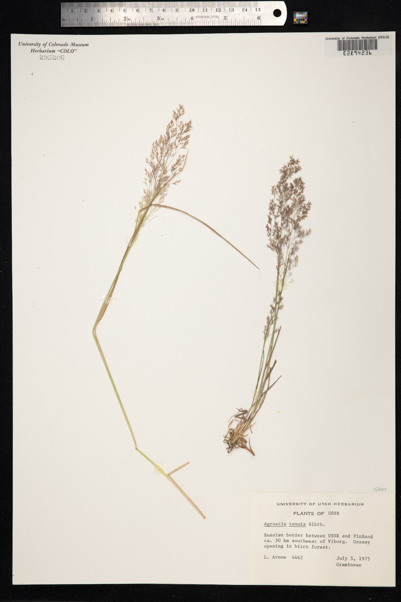 Agrostis capillaris image