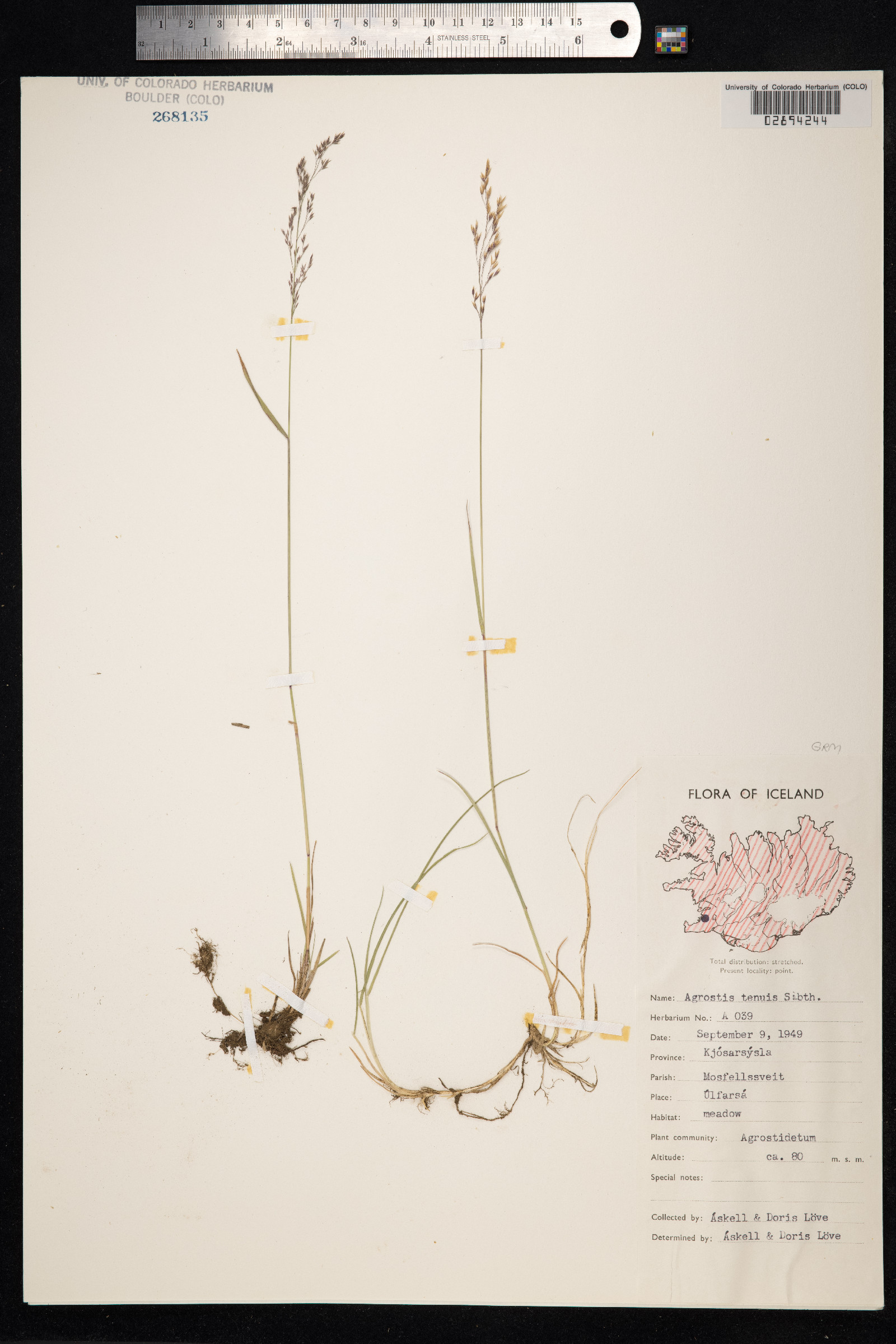 Agrostis capillaris image