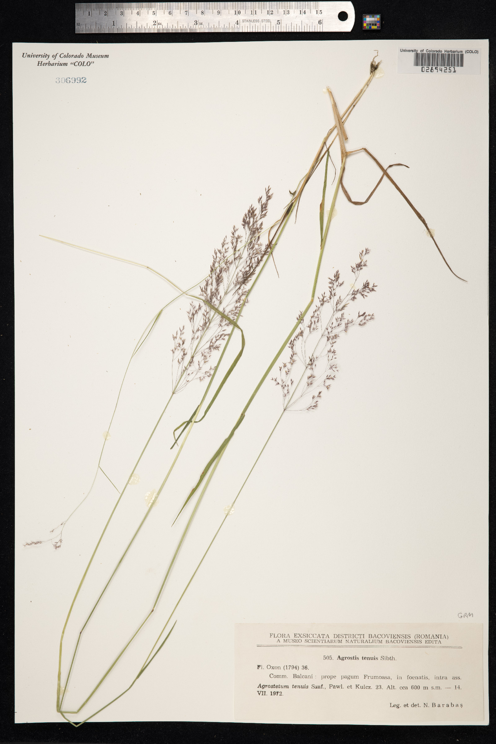 Agrostis capillaris image