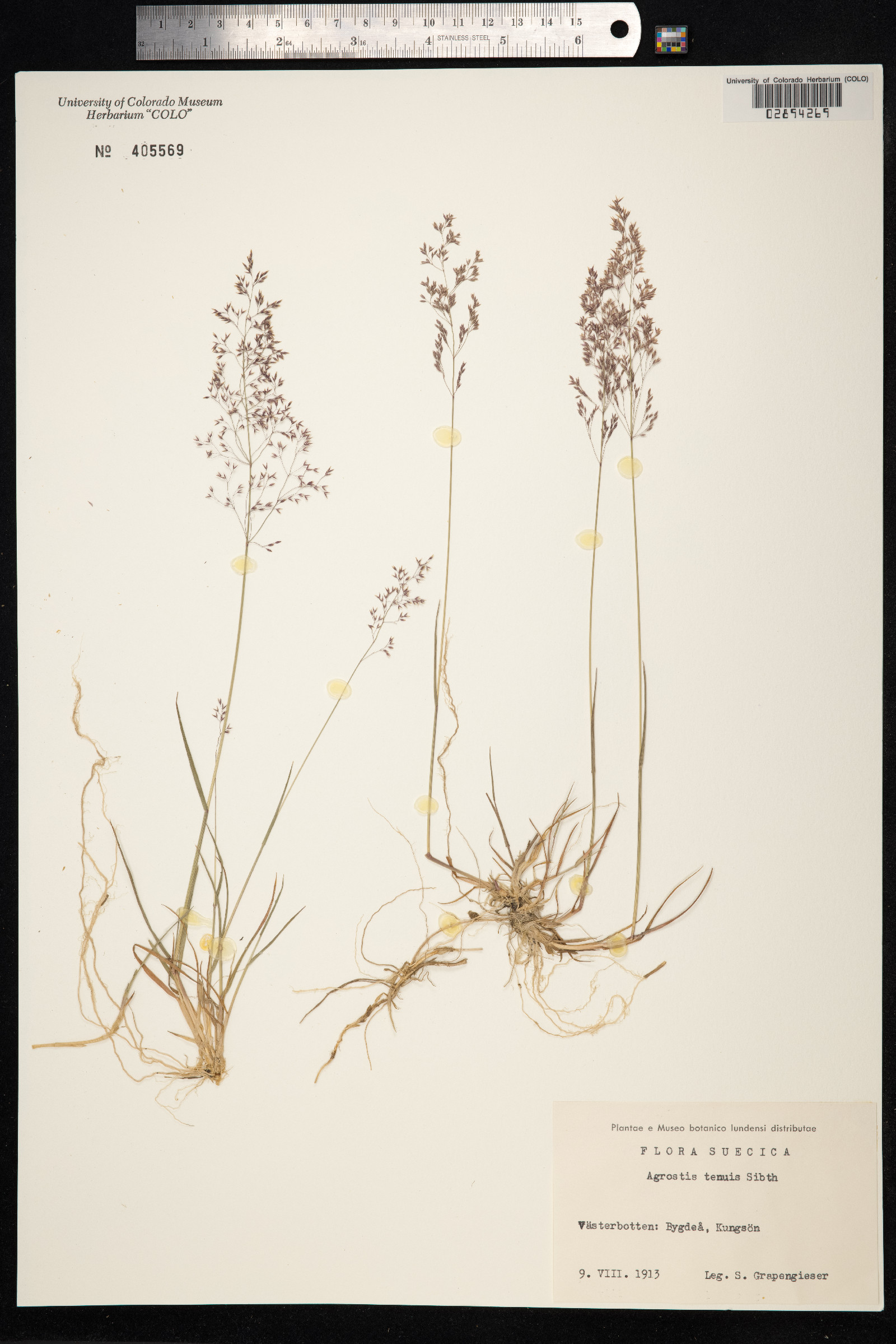 Agrostis capillaris image