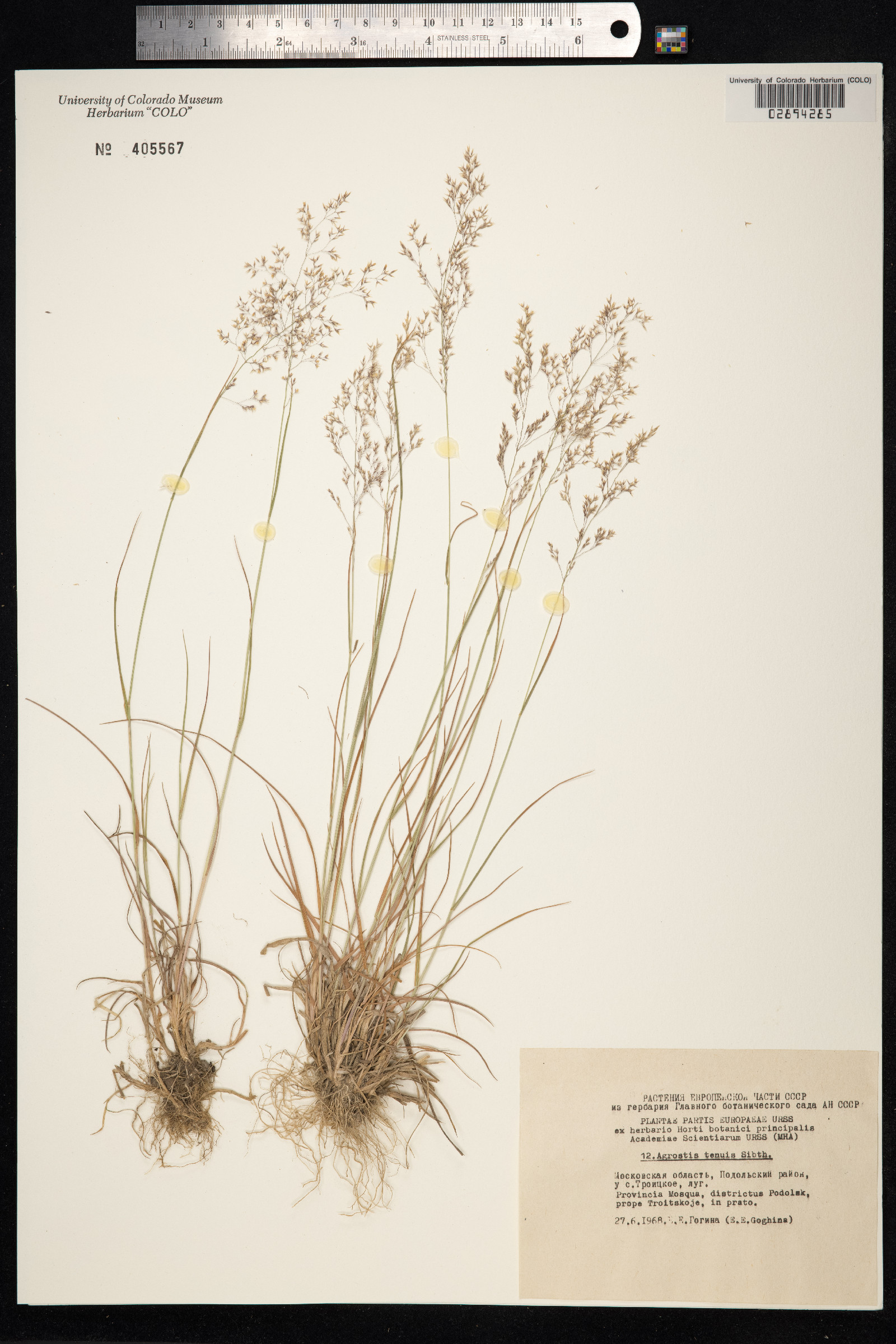Agrostis capillaris image