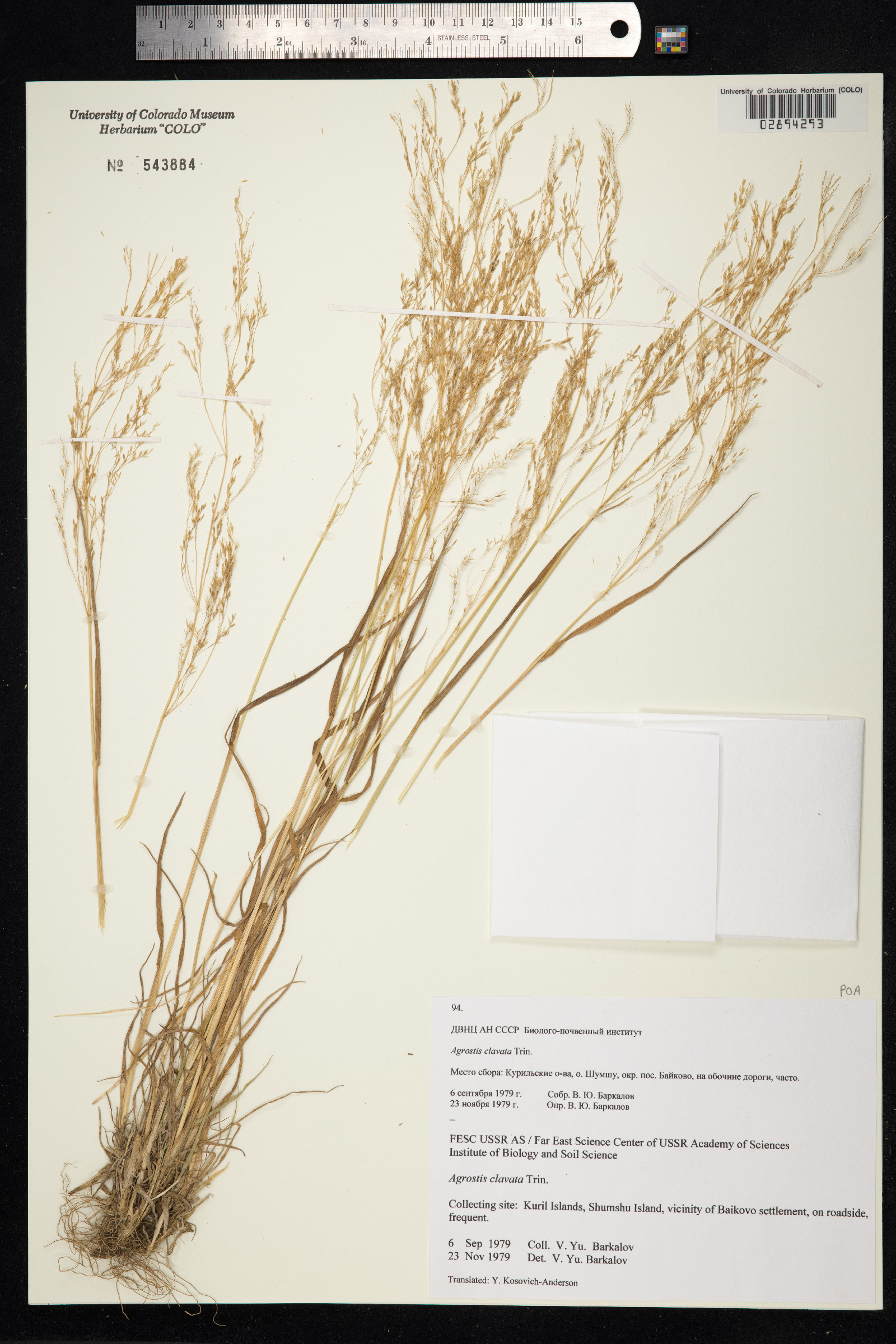 Agrostis clavata image