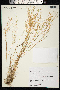 Agrostis clavata image