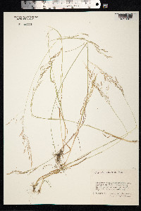 Agrostis clavata image