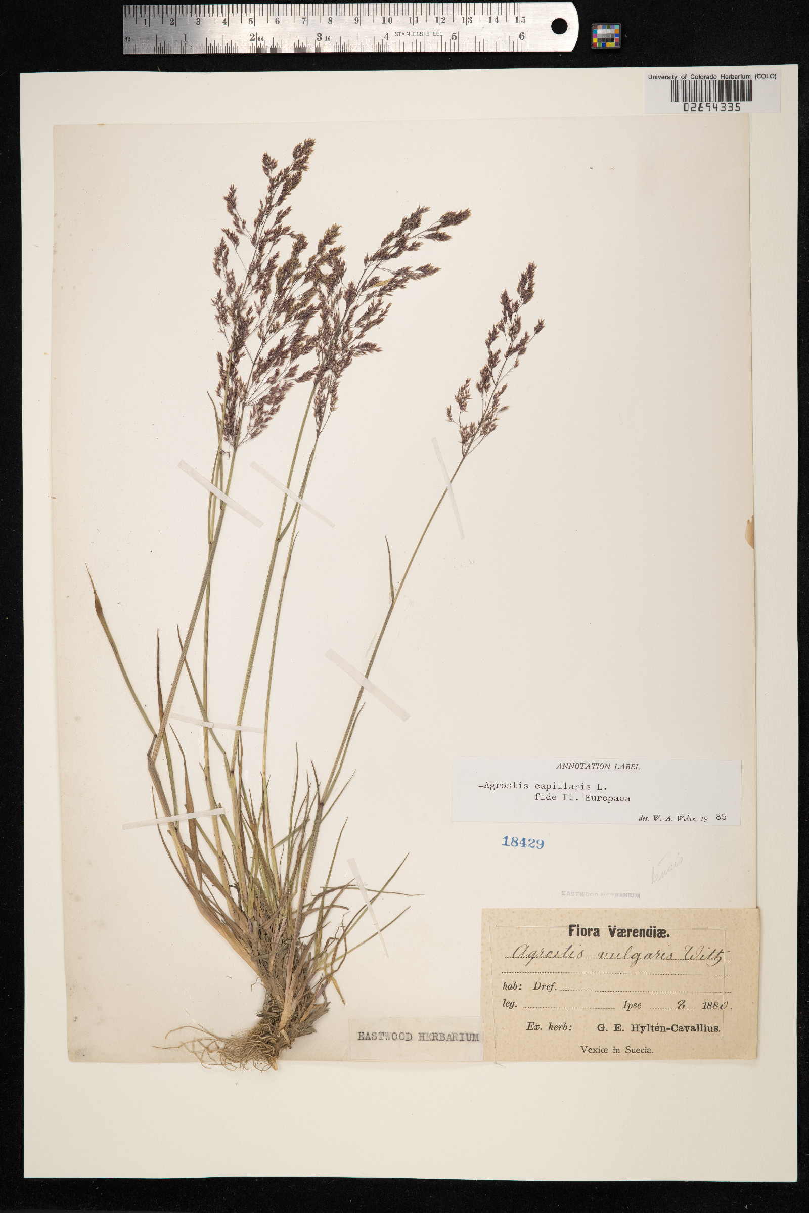 Agrostis capillaris image