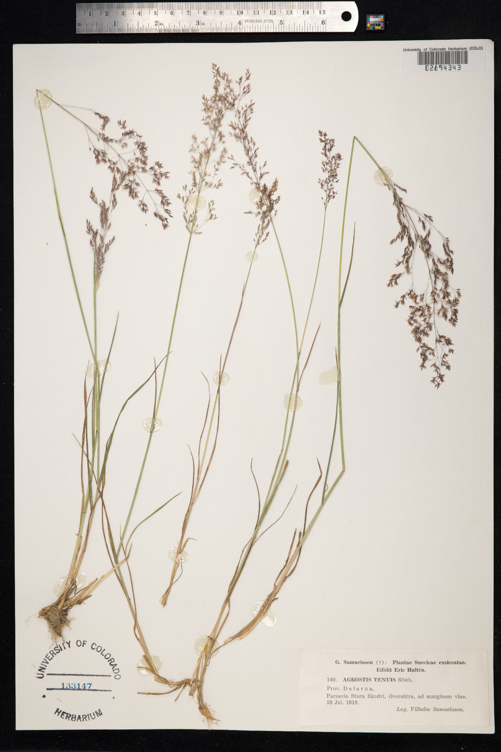 Agrostis capillaris image
