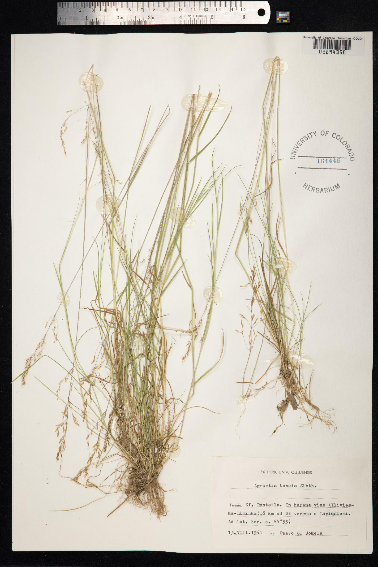 Agrostis capillaris image