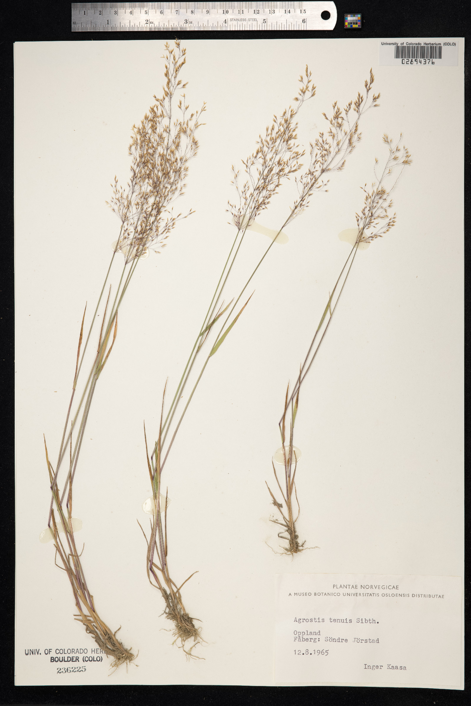 Agrostis capillaris image