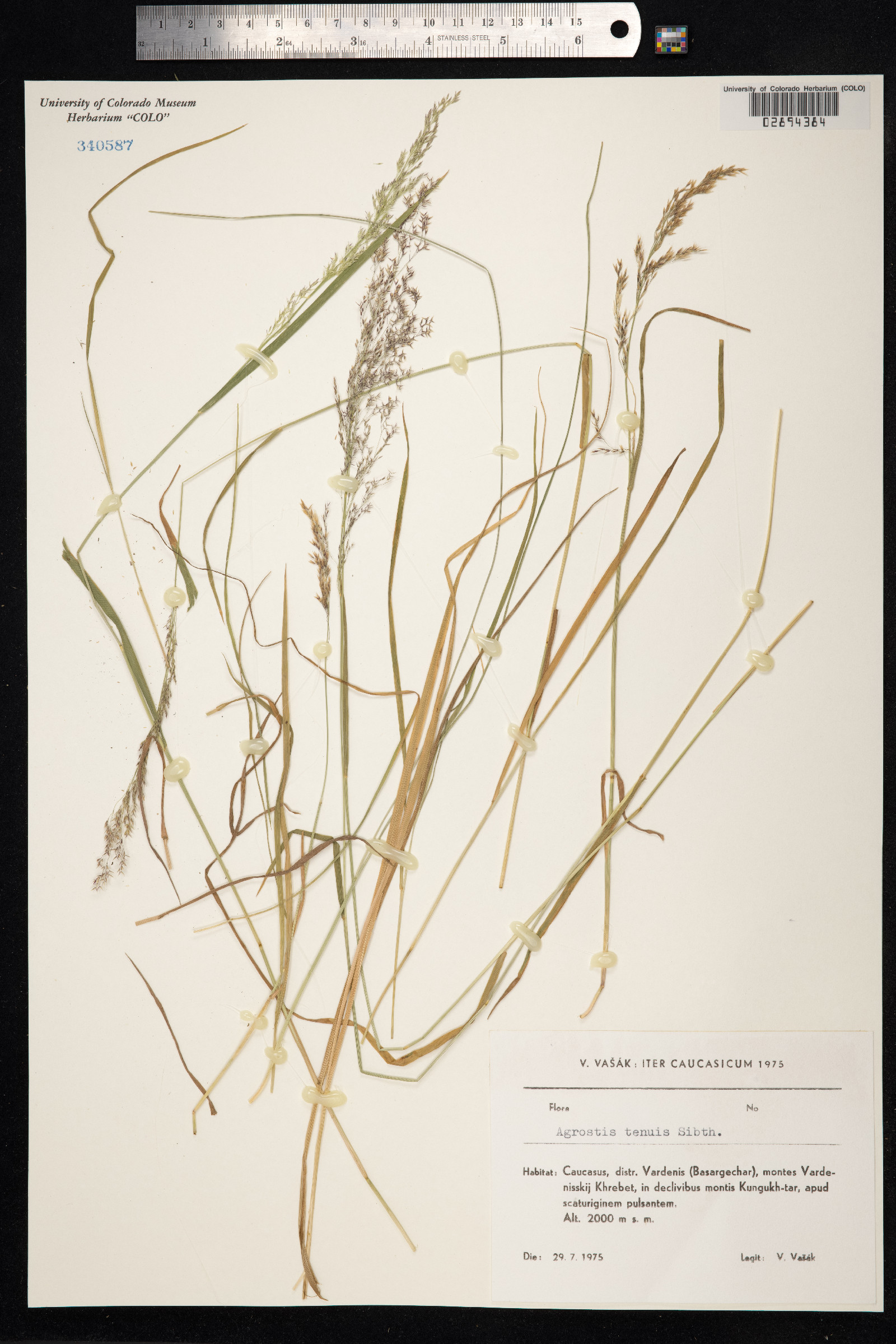 Agrostis capillaris image
