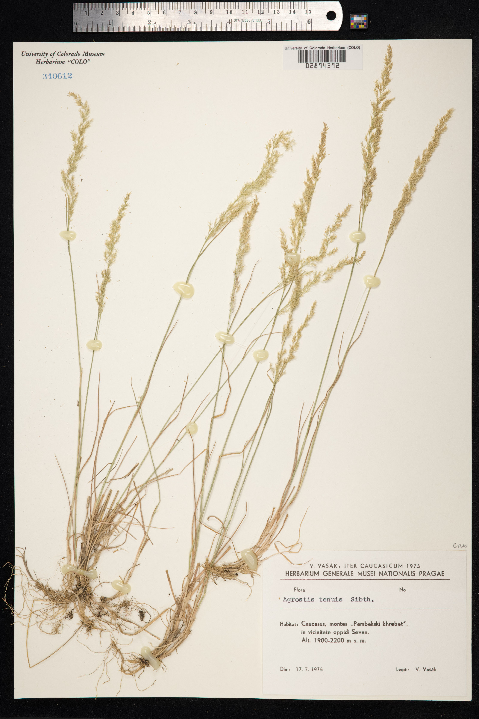 Agrostis capillaris image