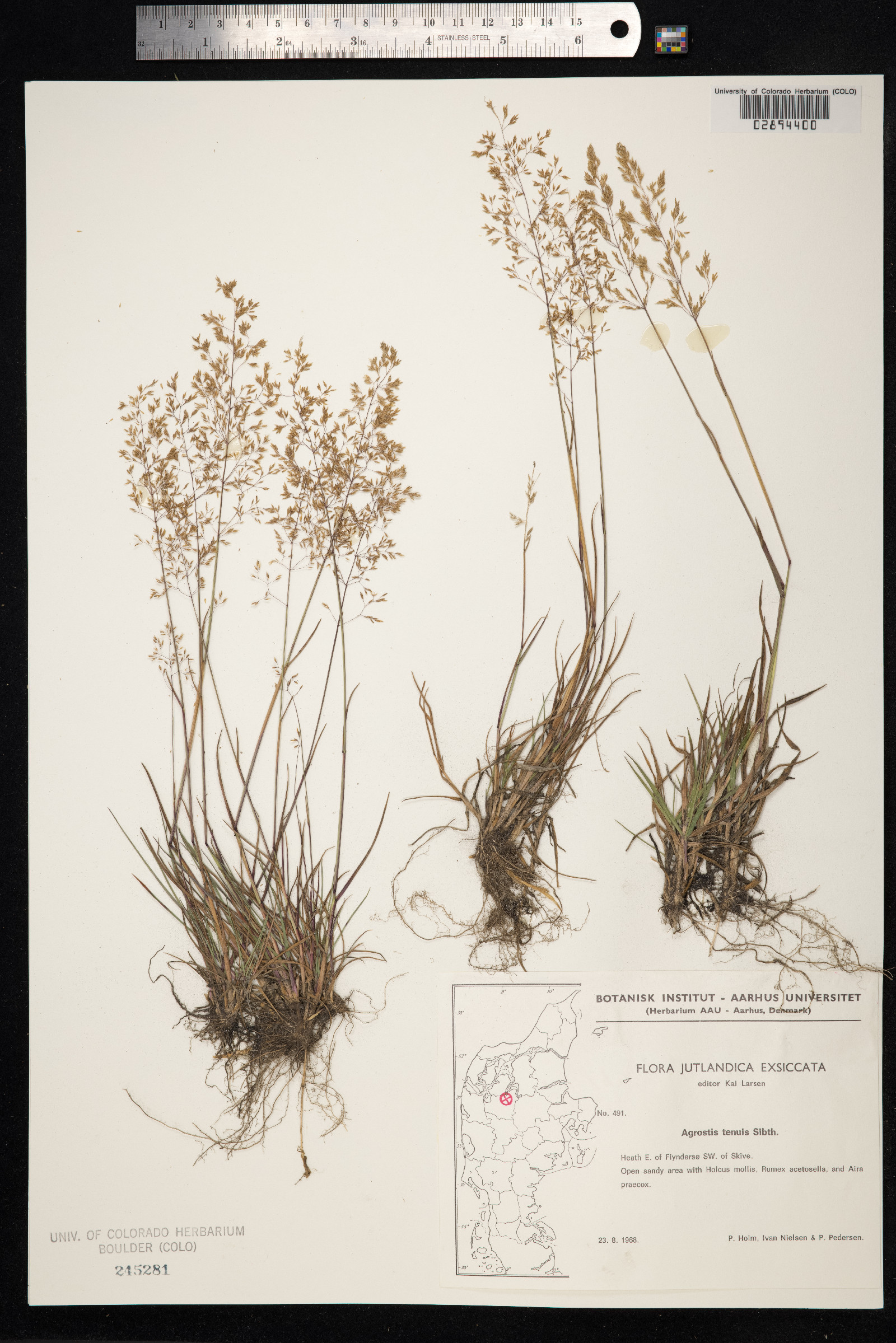 Agrostis capillaris image
