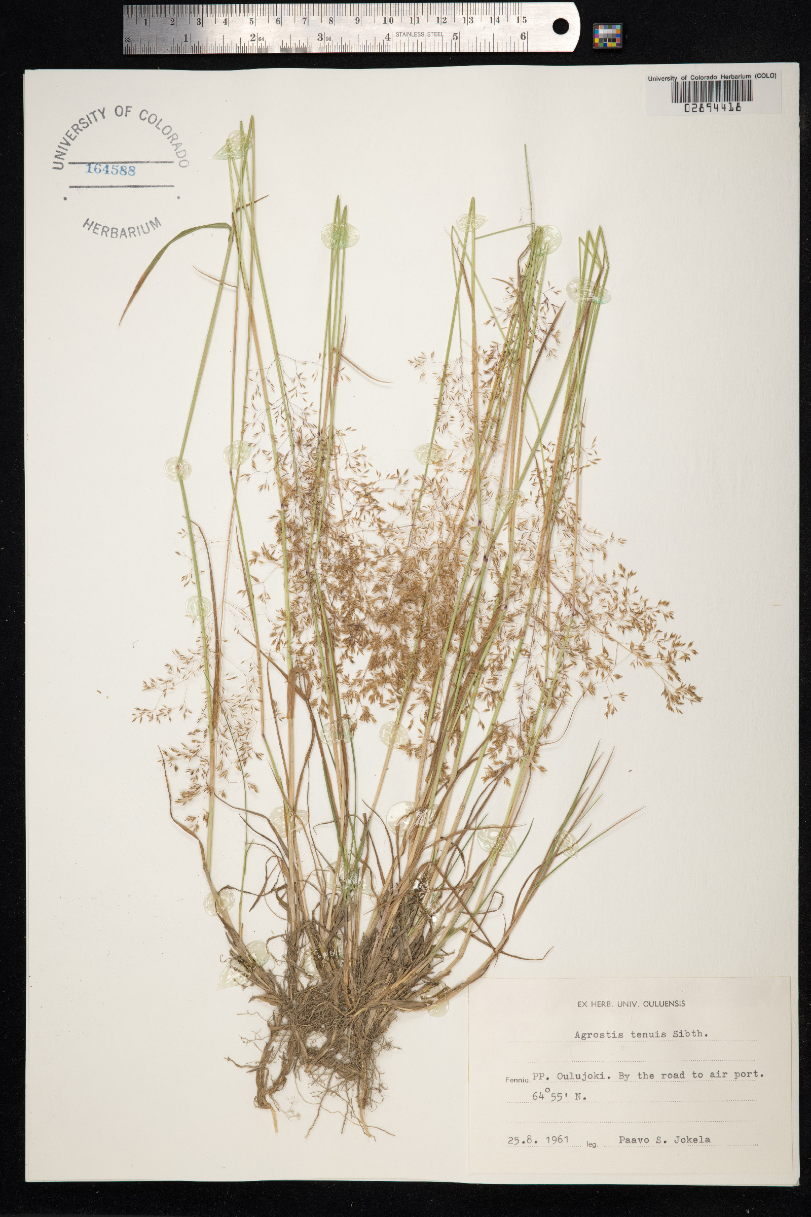 Agrostis capillaris image