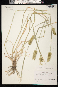 Agropyron cristatum image