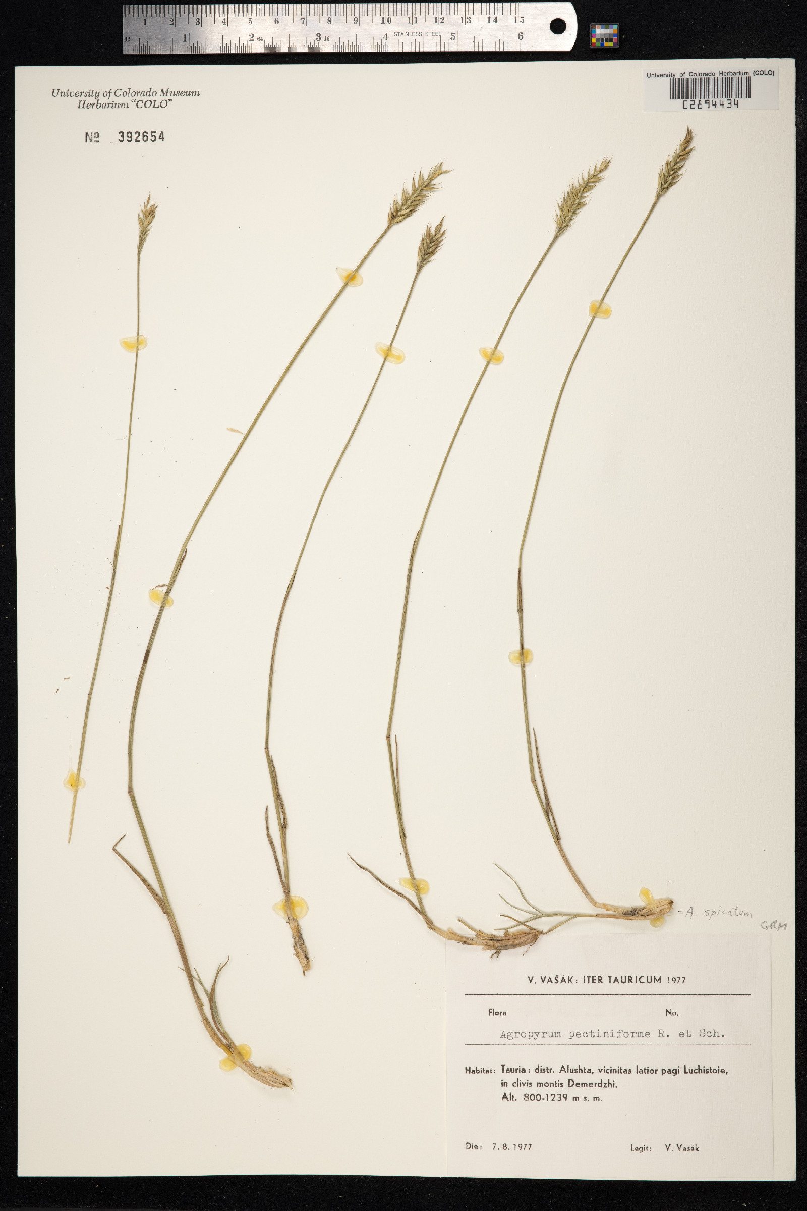 Agropyron cristatum ssp. pectinatum image