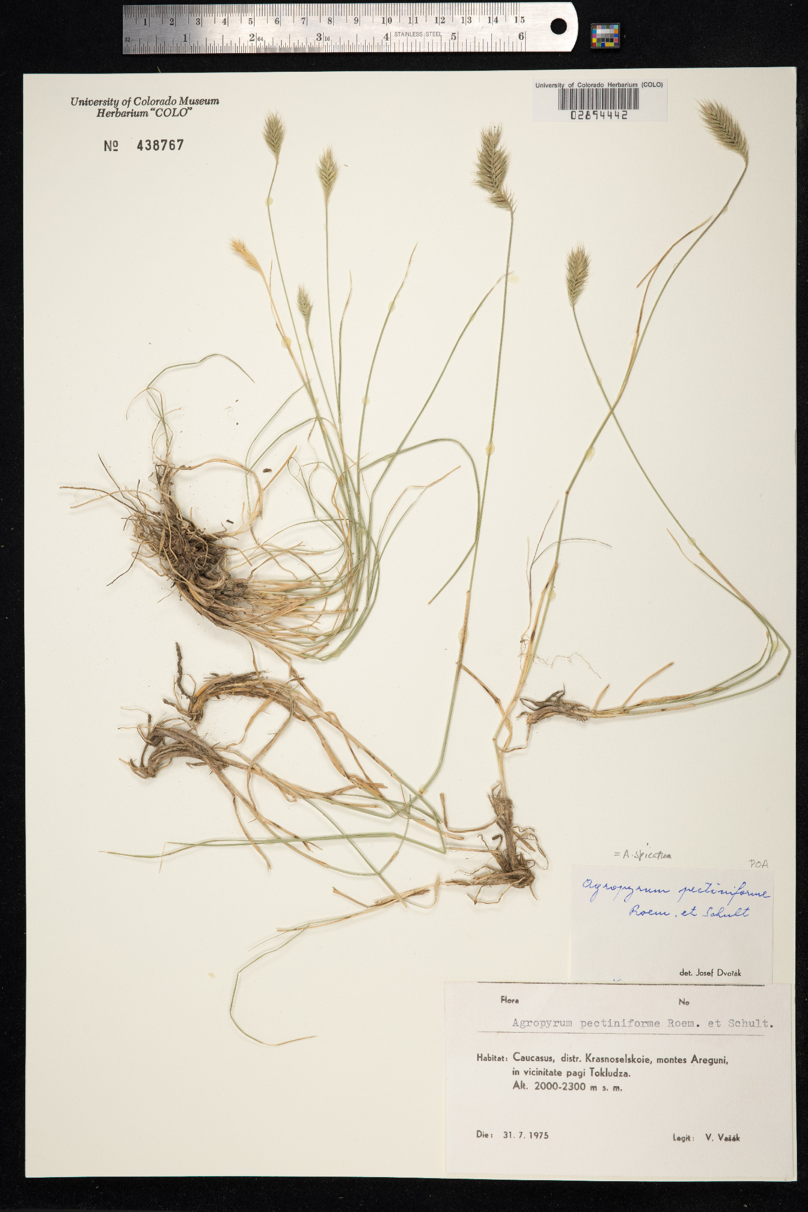 Agropyron cristatum ssp. pectinatum image