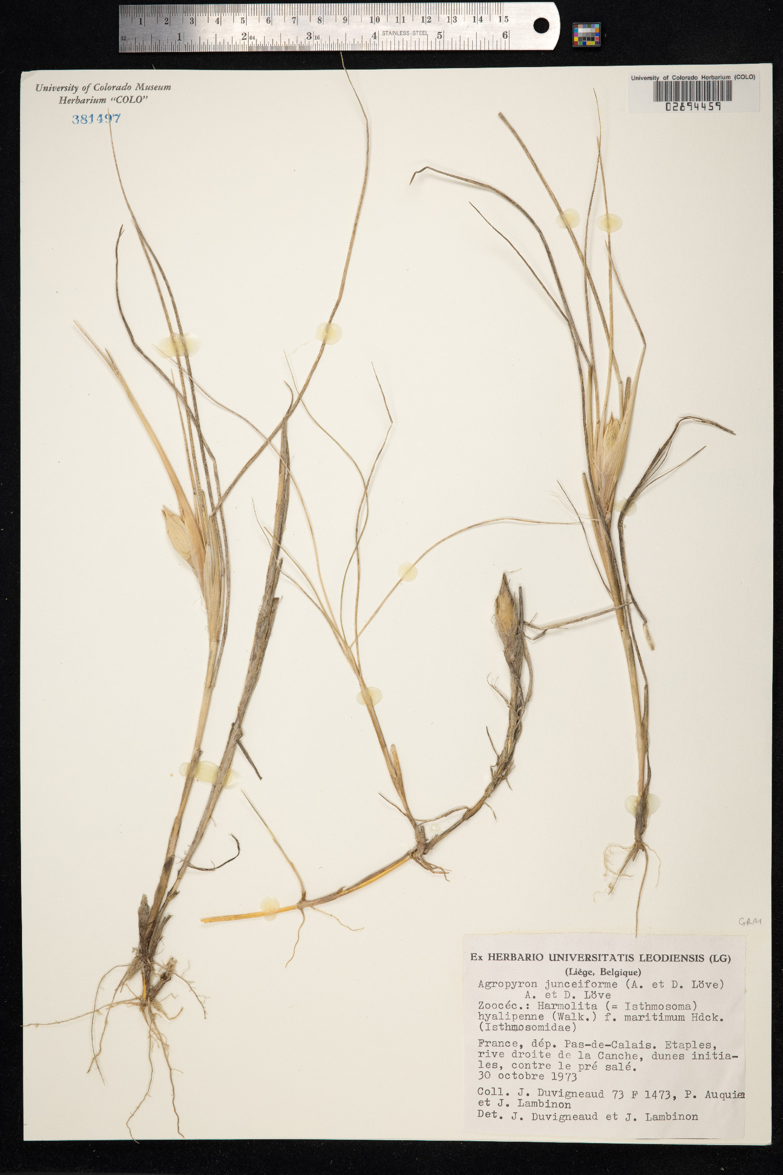Thinopyrum junceiforme image