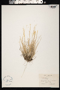 Agrostis leptotricha image