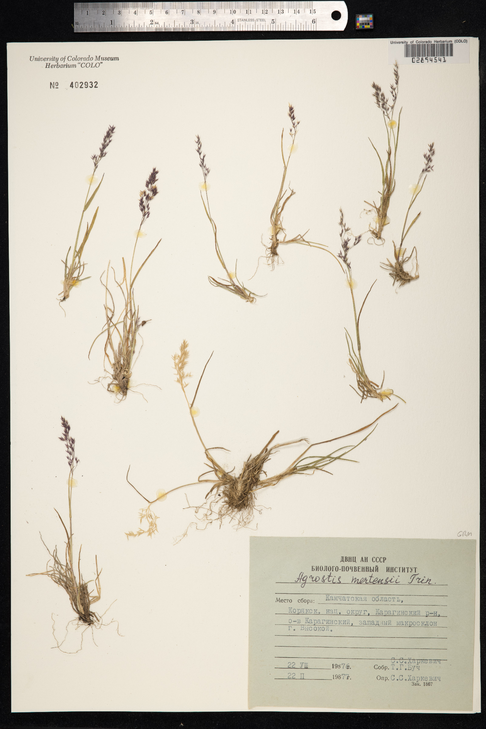 Agrostis mertensii image