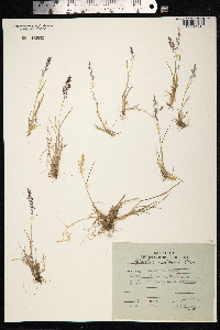 Agrostis mertensii image